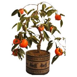 Persimmon Saplings Bear Fruit In The Current Year, Extra Large Garden Fruit Tree Pots, Crisp Persimmons Planted In The North And South, Shaanxi Black Persimmon Trees
