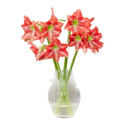 Horticulturists Import Dutch Amaryllis Striped Daisy Flamingo Daisy Perennial Flower Indoor Potted Balls