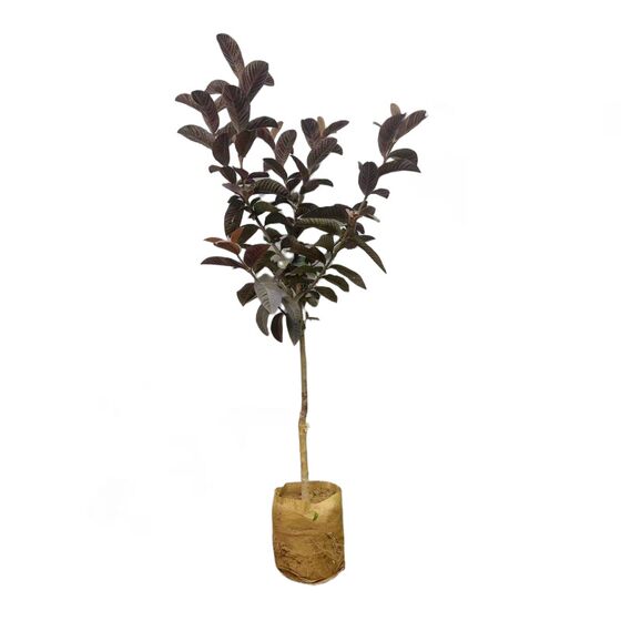 
Improved Taiwan watermelon red heart pearl ruby guava seedling grafted seedling multi-season fruit potted ground planting