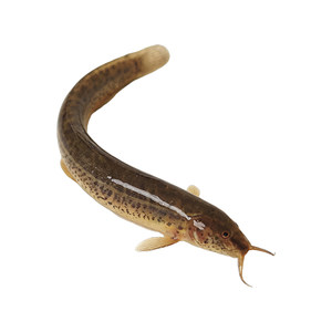 
Fresh loach seedlings for feeding pets, fishing arowana live bait, turtle feed, breeding freshwater ornamental fish live seedlings