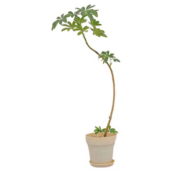 Duck foot wood Meiju potted plants