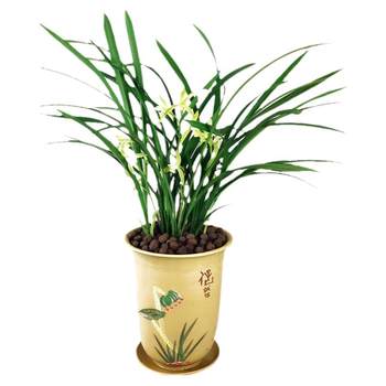 The fellow villager Jianlan Dafengsu is easy to raise and bring flowers