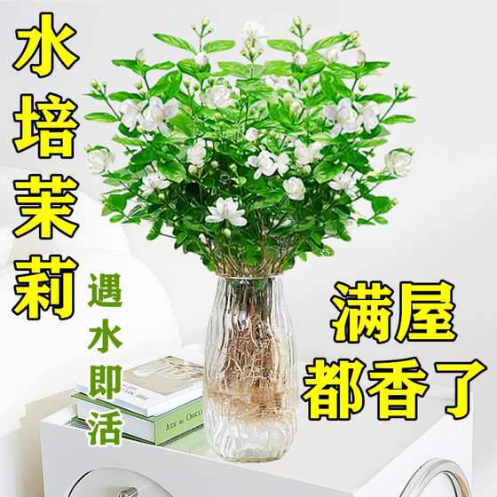 水培植物茉莉花好养绿植客厅办公室内桌面盆栽水养鲜花卉四季开花