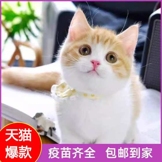 中华田园猫健康抓老鼠猫猫猫幼崽梨花猫小奶猫温顺黑猫捕真实2月