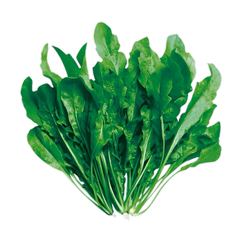 Wild shepherd's purse seeds edible medicinal package germination pair
