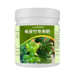 Monstera deliciosa special fertilizes and strengthens its roots with lush branches and leaves
