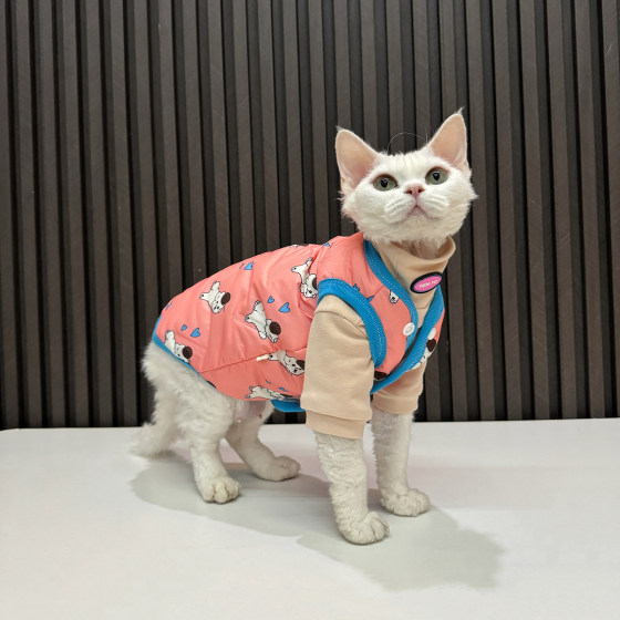 爱心小狗马甲任发财无毛猫衣服斯芬克斯猫德文