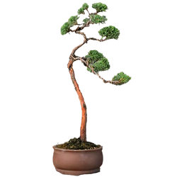 Literati style Jeju cypress bonsai Chinese style bonsai