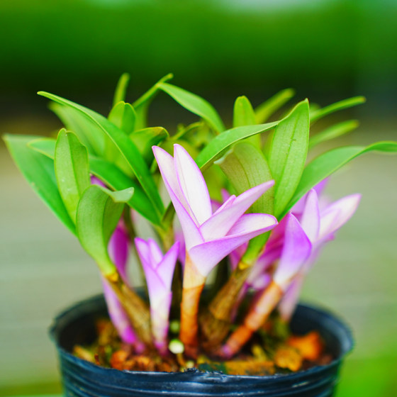 新品七彩香水石斛兰春秋带红芽室内盆栽花卉绿植冬季开花浓香好养