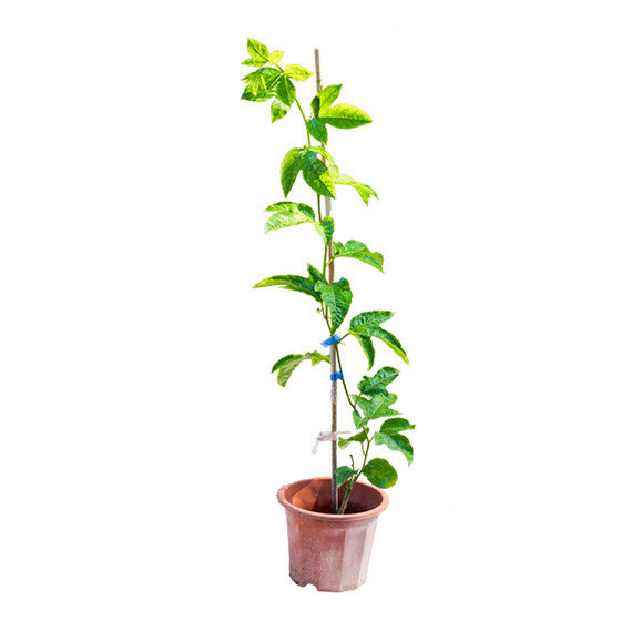 Authentic Passion Fruit Painted Potasse Planting Golden Fruit Seedlings Planting the results of the four seasons of the north and south courtyards are easy to raise