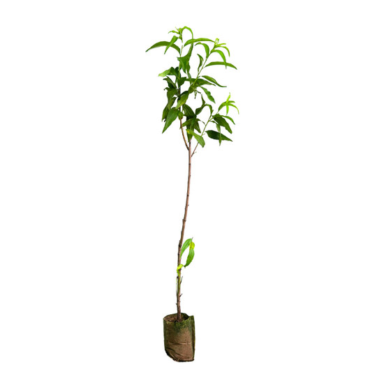 
Grafted blood peach saplings, early-maturing new varieties, walnut saplings, grafted red-fleshed, yellow-fleshed peach saplings, potted ground planting