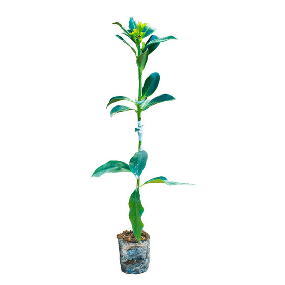 
Grafted octagonal saplings are dwarfed and high-yielding. The red Roman wood king Dongrong octagonal seedlings and fennel aniseed trees bear fruit in the same year.