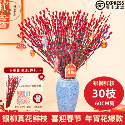 2026年1月13日更新【万能白菜价】