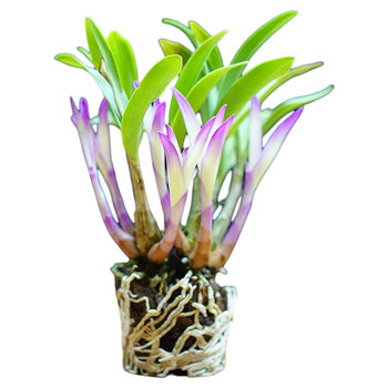 Colorful dendrobium blooms in all seasons with over 51,000 additional purchases