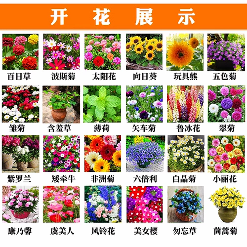 Семена семян цветов сеяют цветы и цветущие фениксы, обращенные на семена подсолнечника.