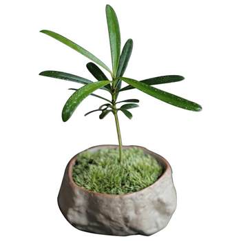 Island Reef Podocarpus Moss Mini Elegant Thumb