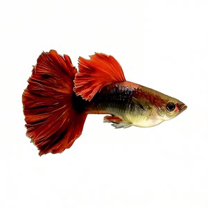 Peacock tropical ornamental fish seedlings freshwater cold water small fish, nourish live, resistance, goldfish, phoenix tail zebra live fish
