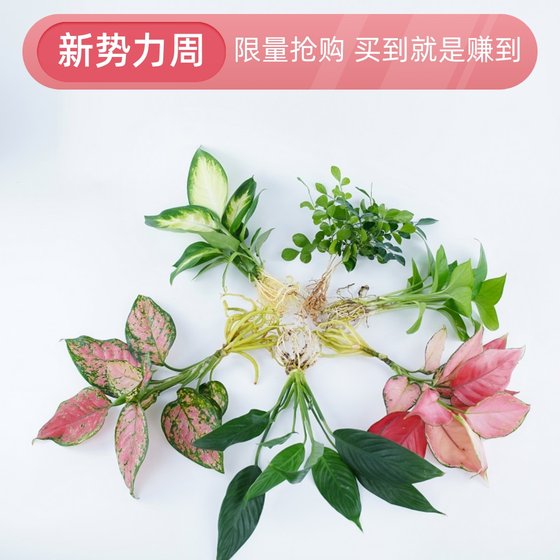 水培植物绿植室内水养如意皇后花卉盆栽竹芋办公室四季水生吉利红