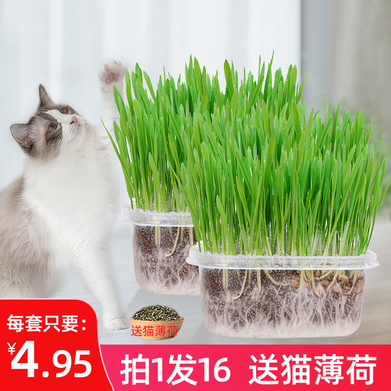 猫咪用品化毛草猫草水培猫薄荷营养土种植套装去除毛排毛球猫零食