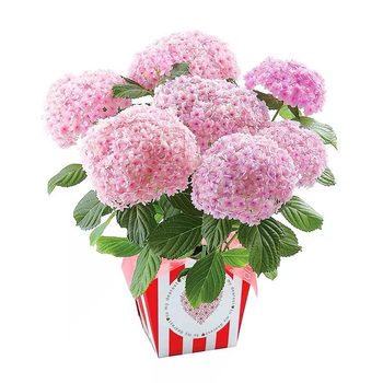 3 pots of 15.8 yuan hydrangea seedlings endless summer easy to feed