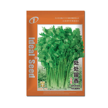 Old variety coriander seeds planted in all seasons