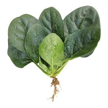 
Old varieties of spinach seeds, cold-resistant vegetables, and spinach