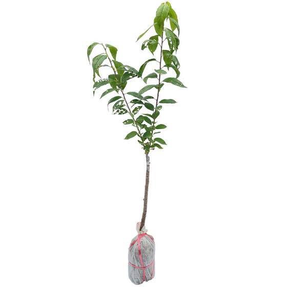 
Sanhua plum saplings authentic grafted Qianpai Yinfei red meat early maturing March plum seedlings with soil southern planting courtyard