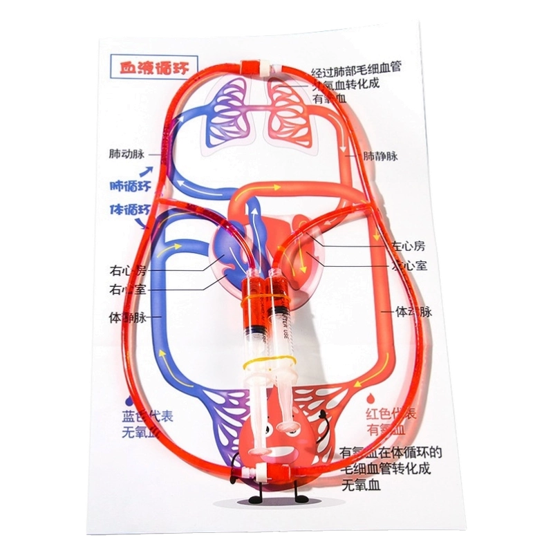 肺呼吸模型血液循环消化系统自制材料包肾过滤制作科学生物实验