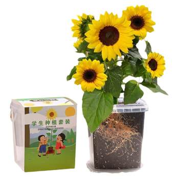 Children plant sunflower seeds in small pots to germinate quickly