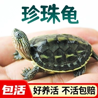 Xiao wuhao 殛 莨 莨 莨 莨 莨 麝 小 镪 镪 镪 小 罟 昝 幺 幺 幺 幺 幺 幺 幺 幺 幺 幺 幺 幺 幺 幺 幺 幺 幺 幺 幺 幺 幺 幺 幺 幺 幺 幺 幺 幺 幺 幺 幺 幺 幺 幺 幺 幺