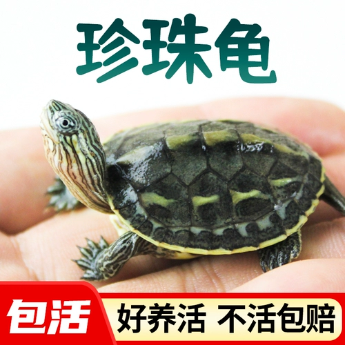 Xiao wuhao 殛 莨 莨 莨 莨 莨 麝 小 镪 镪 镪 小 罟 昝 幺 幺 幺 幺 幺 幺 幺 幺 幺 幺 幺 幺 幺 幺 幺 幺 幺 幺 幺 幺 幺 幺 幺 幺 幺 幺 幺 幺 幺 幺 幺 幺 幺 幺 幺 幺