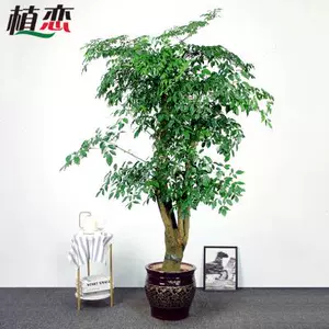 室內招財風水樹- Top 100件室內招財風水樹- 2024年5月更新- Taobao