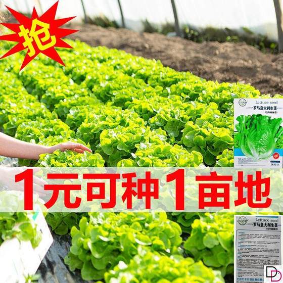 ເມັດ lettuce ມັນເບີ 4 ລະດູສາມາດກິນໄດ້ເປັນວັດຖຸດິບໃນສວນລະບຽງສວນ potted ແກ້ວ lettuce ແກ່ນຜັກ