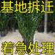 金钱树招财树摇钱树室内客厅办公室绿植物盆栽净化空气大棵金钱花