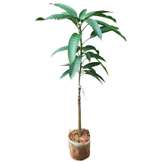 Guangxi Jinhuang mango sapling grafting authentic variety super large mango belt leaves free shipping