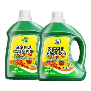 Plant fortune tree rich bamboo green dill nutrition solution
