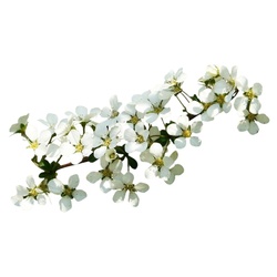 Perennial Snowflake Seedlings Snow Willow Plant Balcony Pearl Plum Spiraea Snow Large Balcony Courtyard Cold Resistant