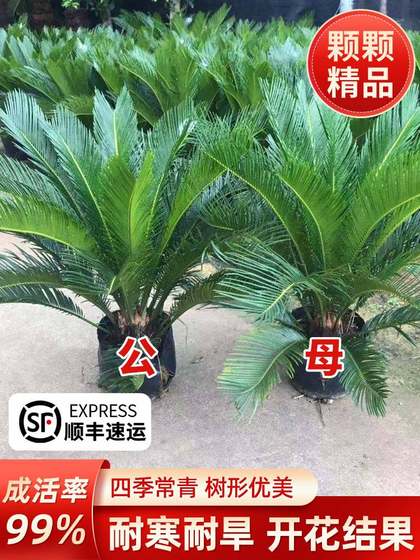 铁树树苗盆栽公母大型墨西哥铁荷兰树盆景一对大盆开花客厅大门口