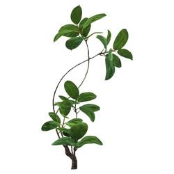Indoor sofa TV cabinet green plant black diamond rubber tree