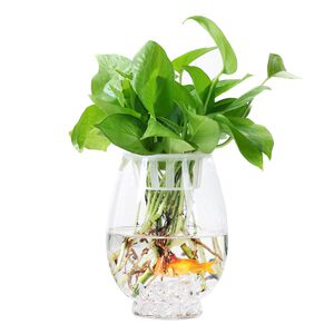 Creative simple transparent glass vase hydroponic green dill plant flower arrangement vase living room decoration utensils fish tank