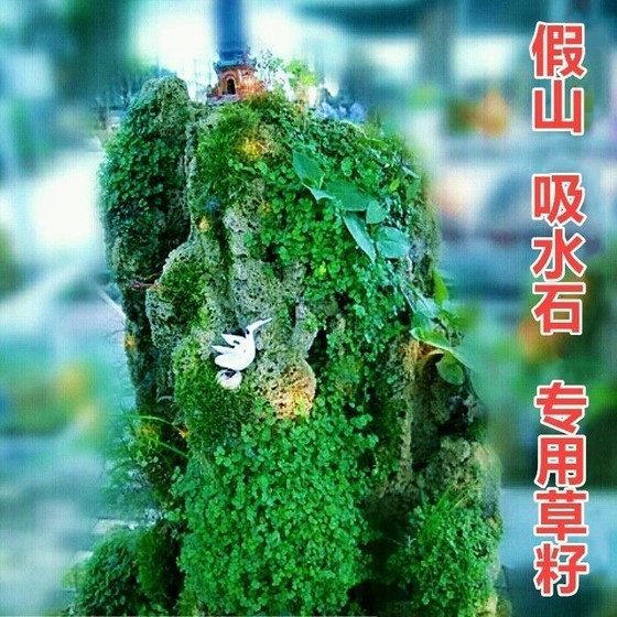 假山草籽上吸水石珍珠草盆景花草造景微景观室内四季常青绿植种子