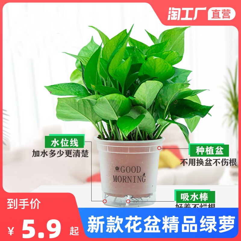 绿箩：室内绿植界的清新使者