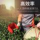 无刷茶叶电动f采茶机茶叶采摘机单人手提新款茶树修剪机小型便