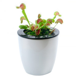 Piranha repels mosquitoes and catches green plants Nepenthes