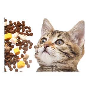 
Chong Kangchen freeze-dried cat food 5/10*0.5kg adult cat kittens all stages universal high-protein fattening hair and cheeks cat staple food