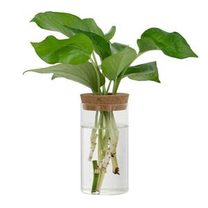Transparent, simple Creative hydroponic plant glass vase Hydrants Green Luo Jiili Xiangluo Hansong Potted Plant Putch