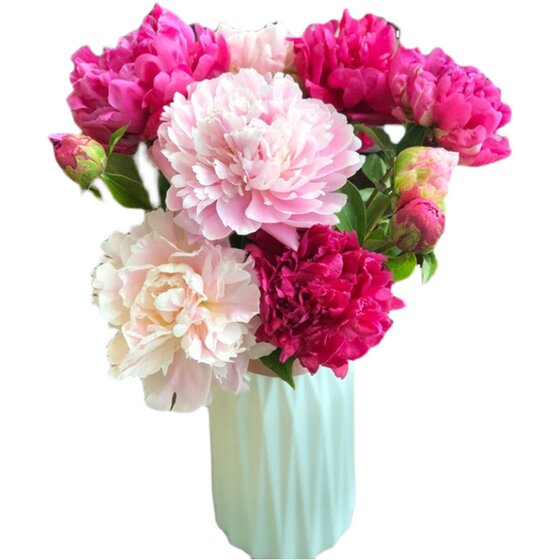 
Shandong peony flowers peony double petal bouquet Yunnan fresh cut flowers living room flower rose base Mother's Day