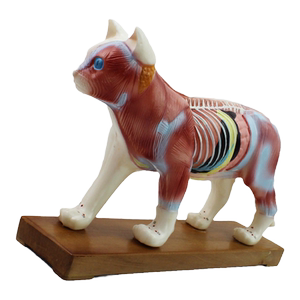 
ENOVO cat acupuncture model pet hospital veterinary learning animal anatomy model cat model animal acupuncture higher vocational animal husbandry major cat muscle vascular nerve anatomy Shanghai
