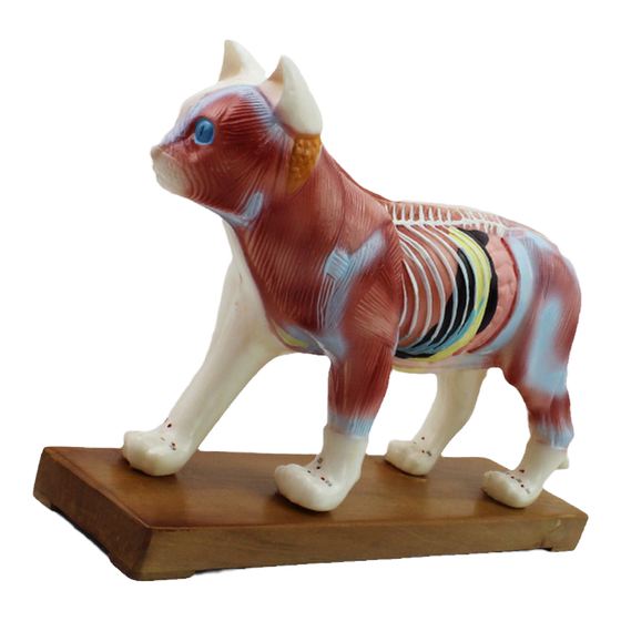 
ENOVO cat acupuncture model pet hospital veterinary learning animal anatomy model cat model animal acupuncture higher vocational animal husbandry major cat muscle vascular nerve anatomy Shanghai