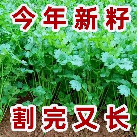 香菜种子四季香菜籽种农家老品种小叶种籽耐寒蔬菜大全盆栽香菜籽